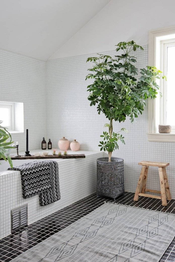 Piante in bagno