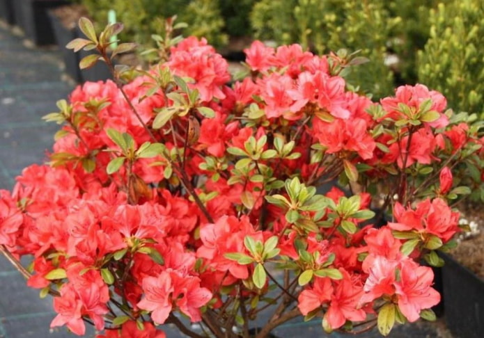 Azalea giapponese