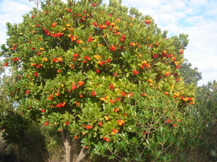 Corbezzolo