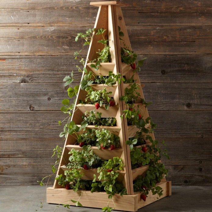 Fragole in un'aiuola verticale