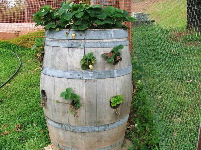 Fragole in un barile