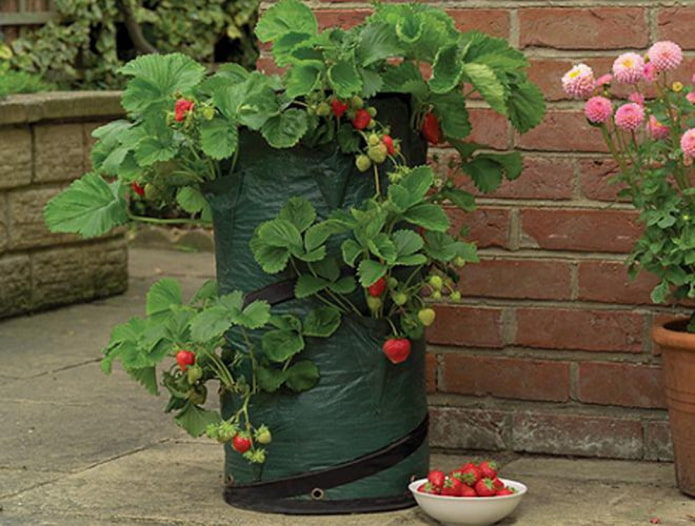 Fragole in un sacchetto
