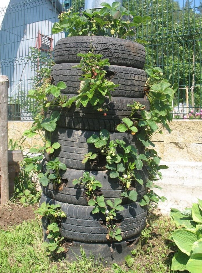 Fragole nelle gomme