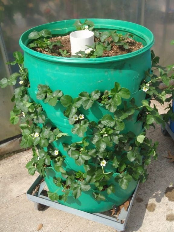 Fragole in un barile
