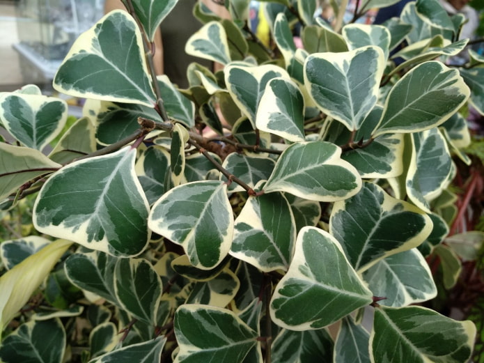 ficus con foglie triangolari