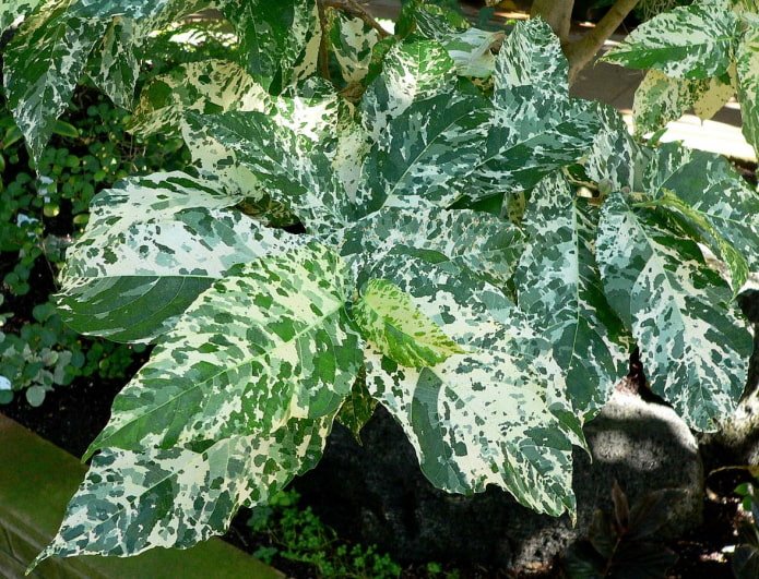 ficus con foglie bellissime