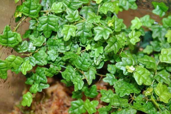 ficus edera