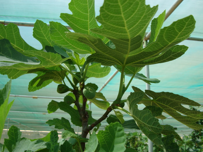 ficus deltoidea
