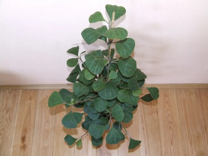 ficus deltoide in vaso