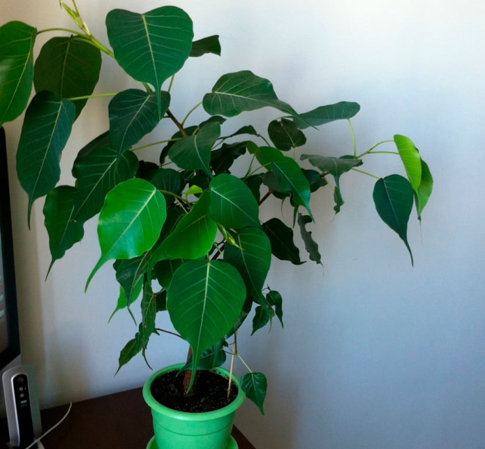 ficus religiosa