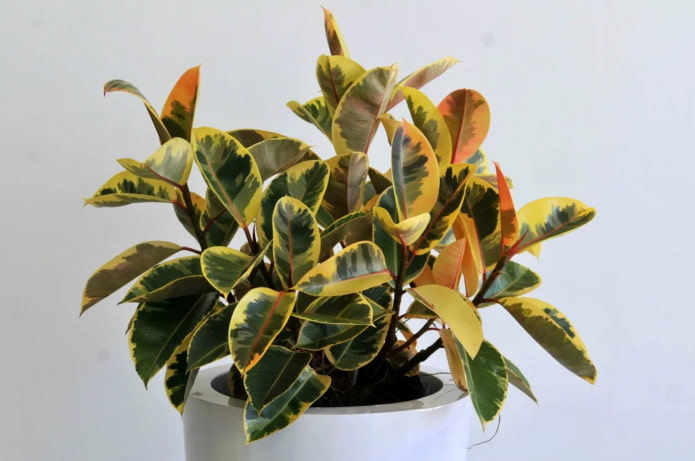 ficus variegato a foglie rugginose