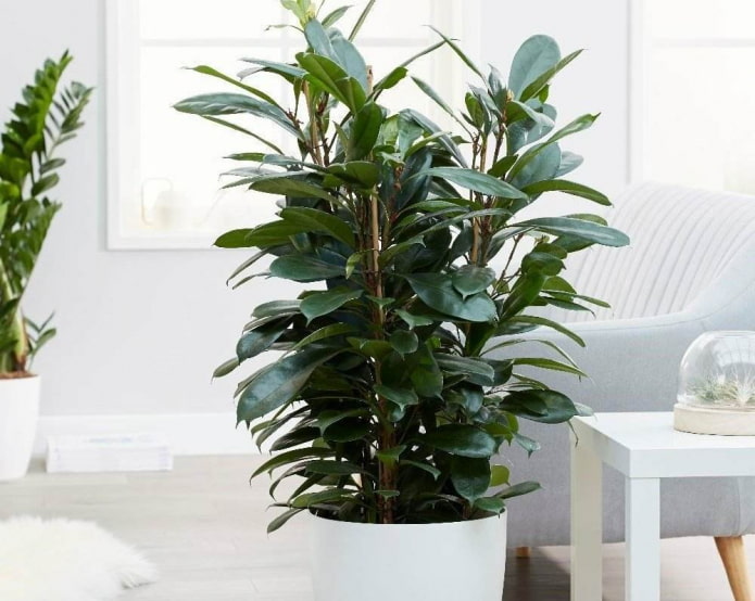 ficus a calice