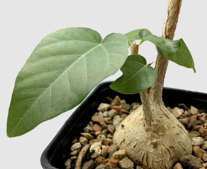 bonsai di ficus palmera