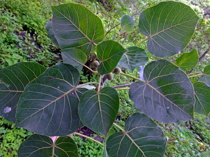 ficus picciolato