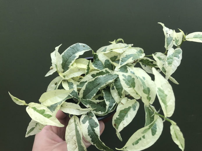 ficus sagitta variegato