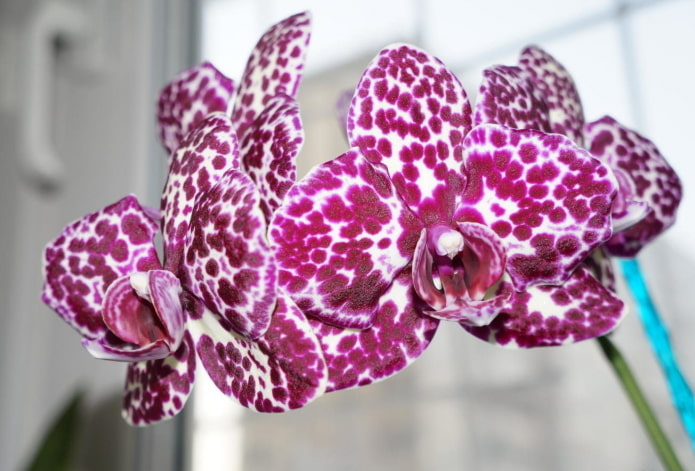 Orchidea Phalaenopsis