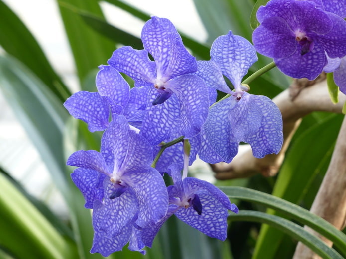 Fiori di Vanda