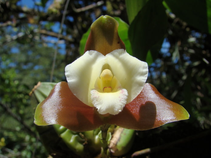 Orchidea Lycaste