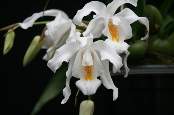 Fiori di Coelogyne