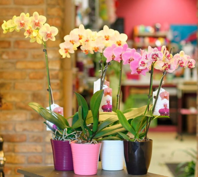 Orchidee monopodiali