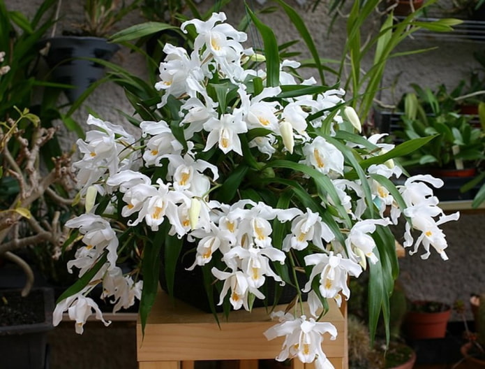 orchidea ampelosa