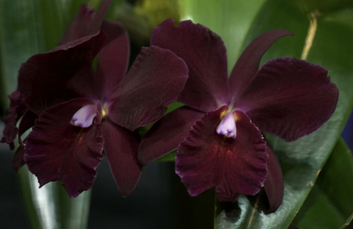 orchidea scura