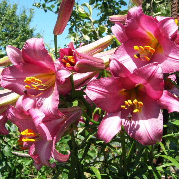 Infiorescenza della varietà Pink Perfection