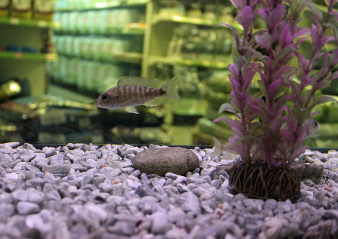 Briciole per acquario
