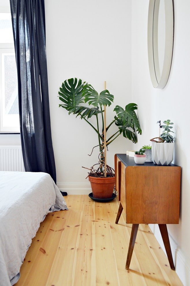 Monstera in camera da letto