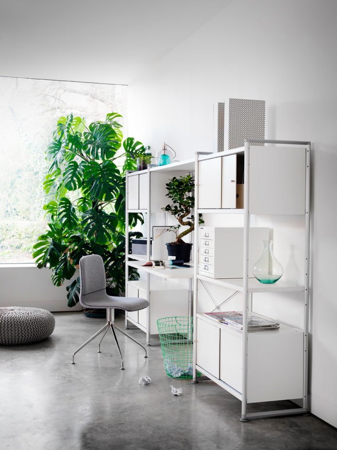 Monstera in ufficio