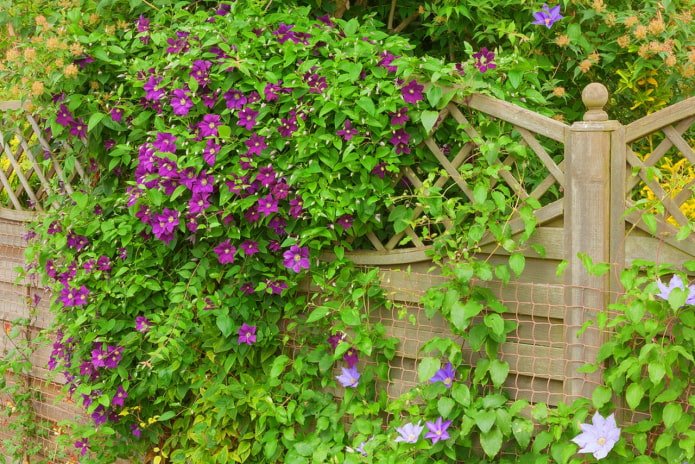 decorare una recinzione con la clematide
