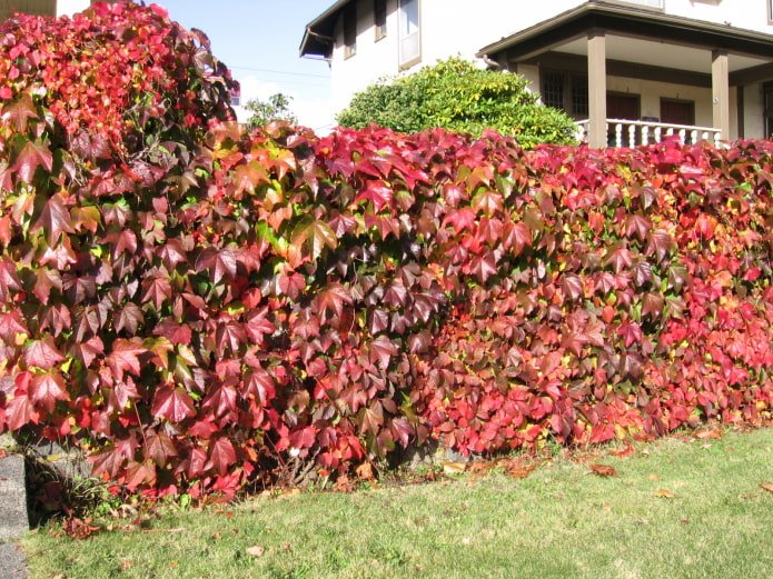 uva ornamentale nel giardino