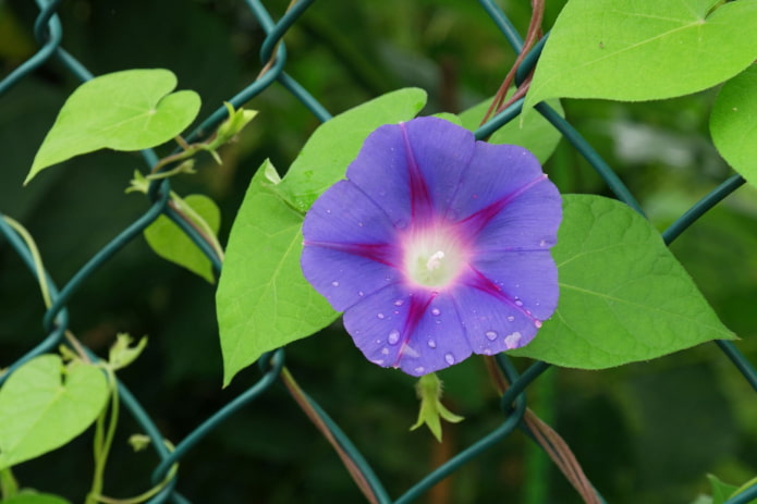 fiori di ipomea