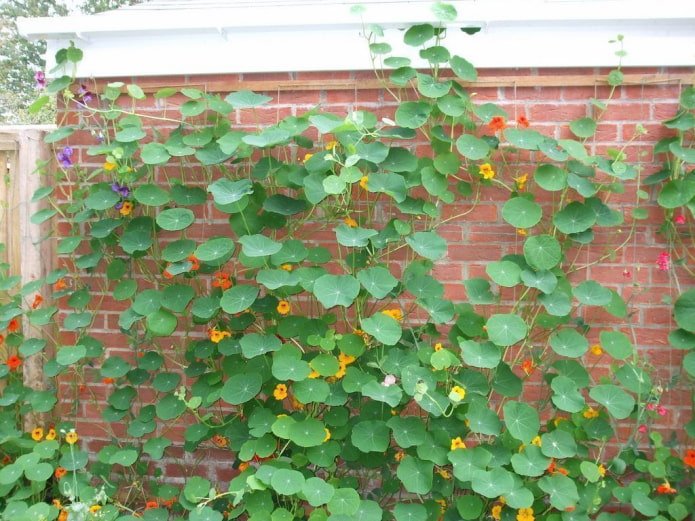 fiori e foglie di nasturzio