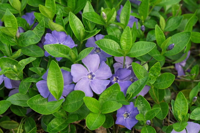 fiori di pervinca