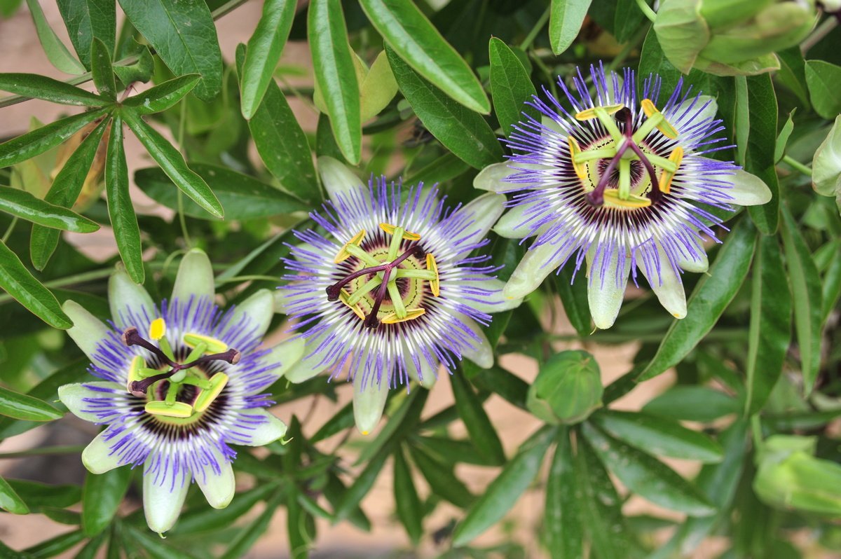 passiflora
