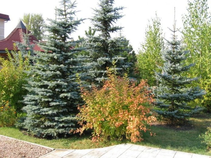 alberi e cespugli sul confine del terreno