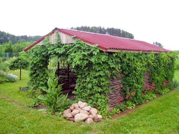 Rinverdire il gazebo con l'uva