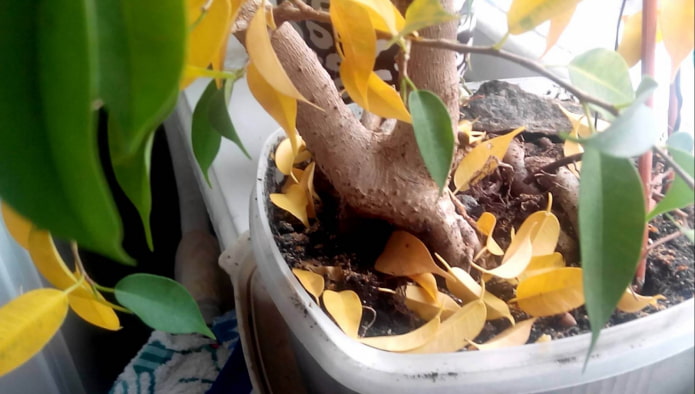 foglie gialle su un ficus
