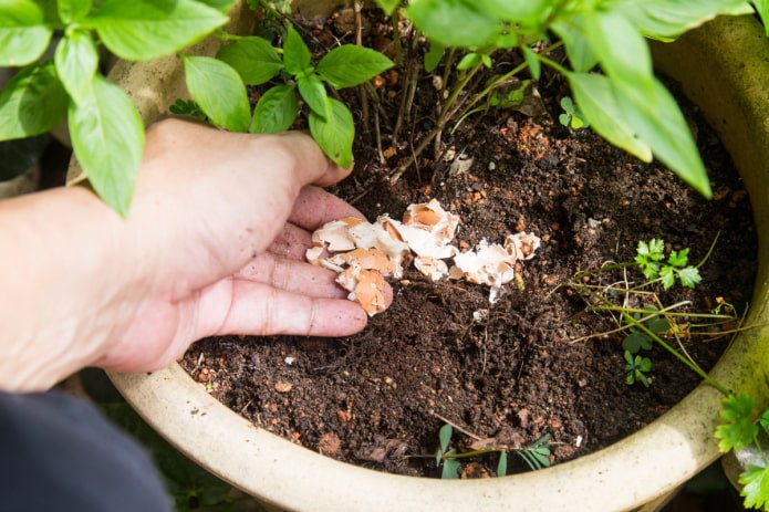 come concimare i fiori da interno