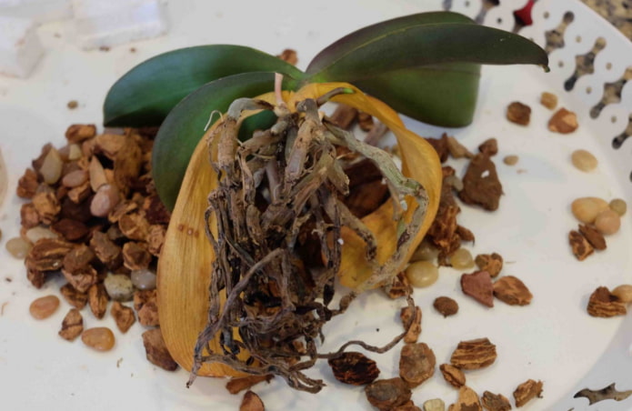 le radici dell'orchidea sono marce