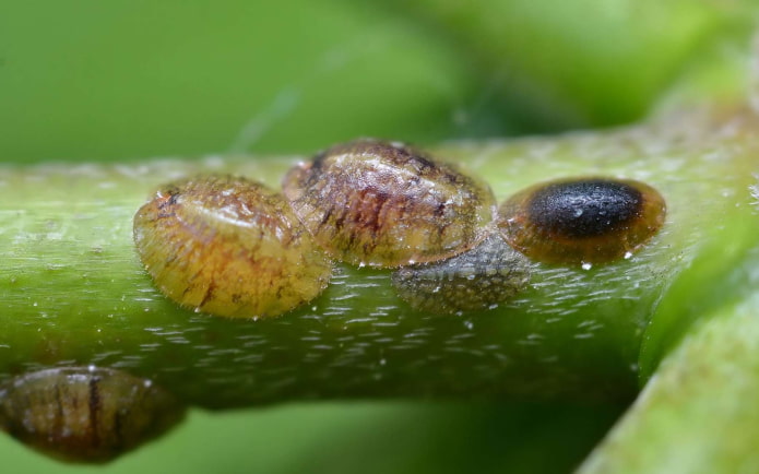 come sbarazzarsi delle cocciniglie