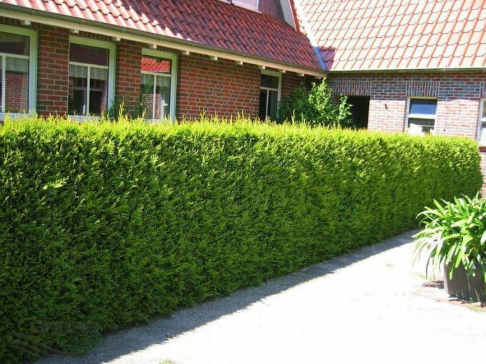 Siepe di tuia varietà Brabant