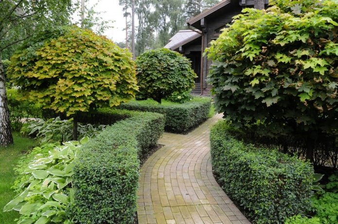 Siepe di cotoneaster lucidus