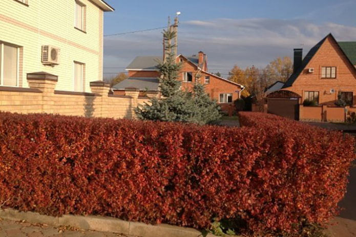 Siepe di cotoneaster lucidus in autunno
