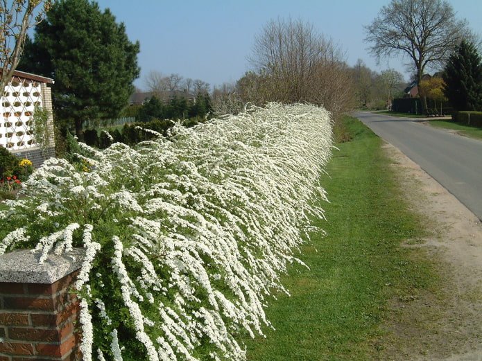 Siepe di spirea grigia