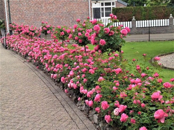 Bordo di rose lungo il sentiero