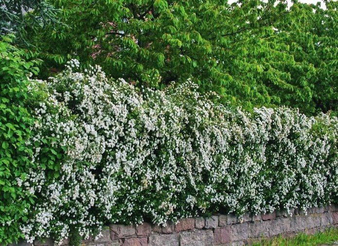 Siepe di biancospino rosso sangue in fiore