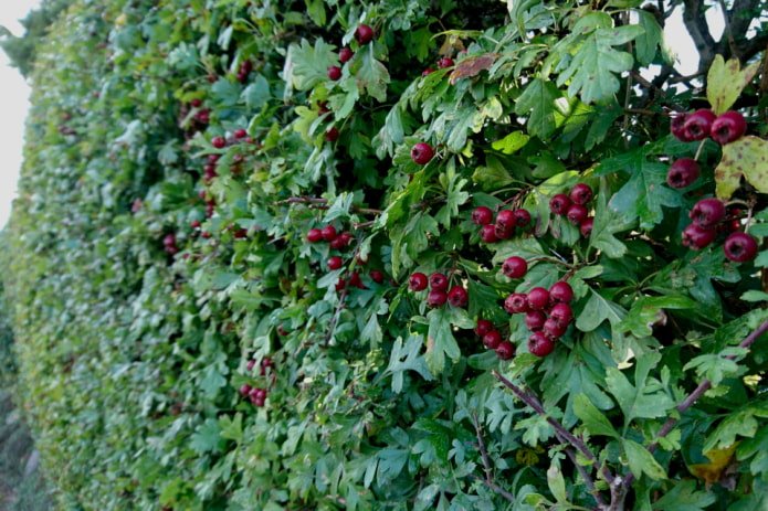 Recinzione di biancospino rosso sangue