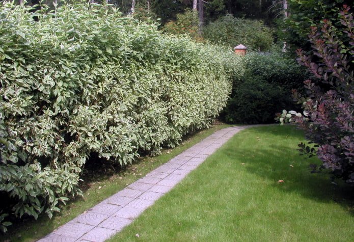 Corniolo nella progettazione di una siepe